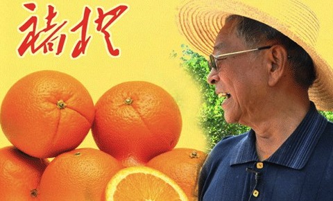 本来生活褚橙营销记：把爆款产品推给年轻人