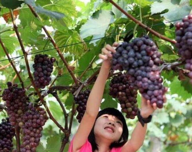 马陆葡萄是怎样擦亮品牌的 成嘉定一张“活名片”