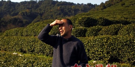 浙江杭州茶农忧心：高温比阴雨更可怕