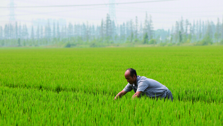 收入大增“农二代”迎来好时代： 松江家庭农场40多户子承父业